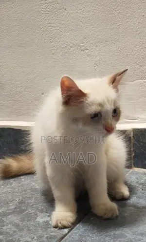 White Persian Cat