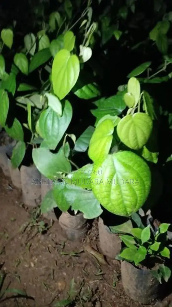 ගම්මිරිස් පැළ