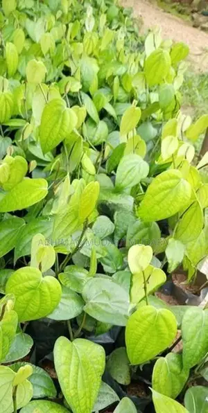ගම්මිරිස් පැළ