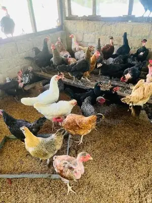 ගම් කිකිළි පැටවි