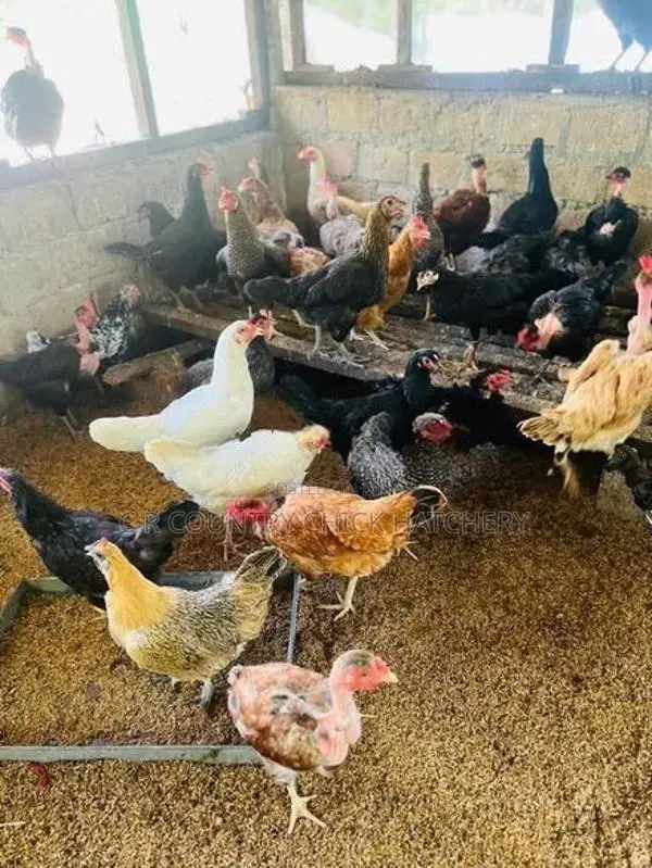 ගම් කිකිළි පැටවි