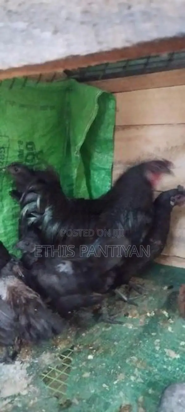 நாட்டுக் கோழி