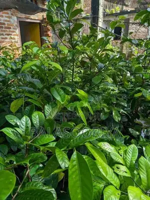 සාදික්කා පැළ