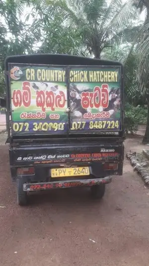 මාස 2 ගම් කුකූල් සහ කිකිලි පැටවු