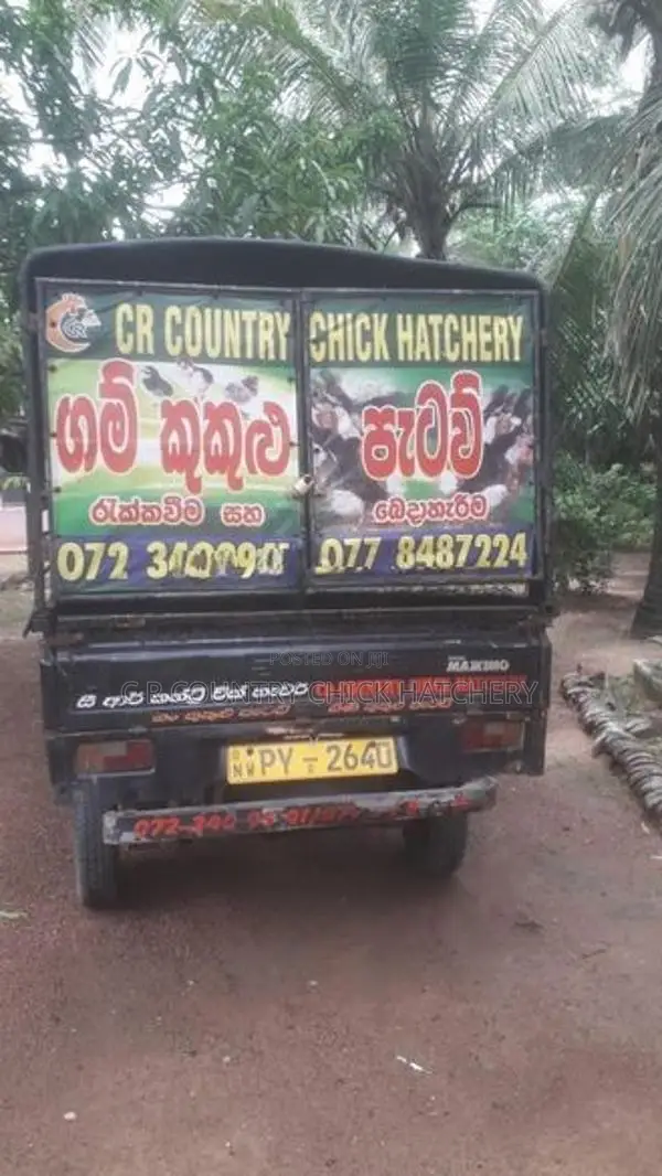 මාස 2 ගම් කුකූල් සහ කිකිලි පැටවු