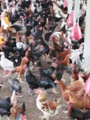 ගම් කුකුල් පැටව්