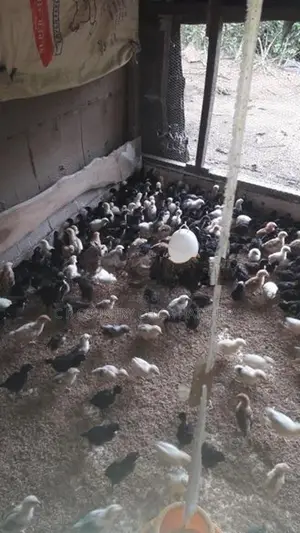 ගම් කිකිළි පැටවි