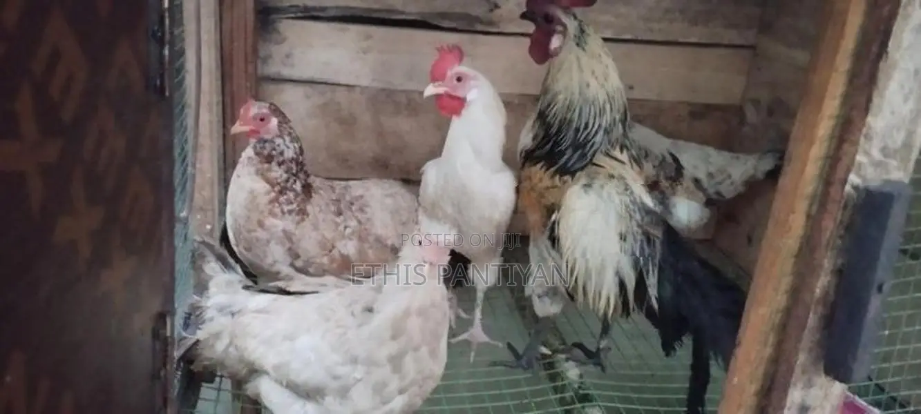 நாட்டுக் கோழி