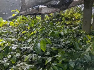 සාදික්කා පැළ