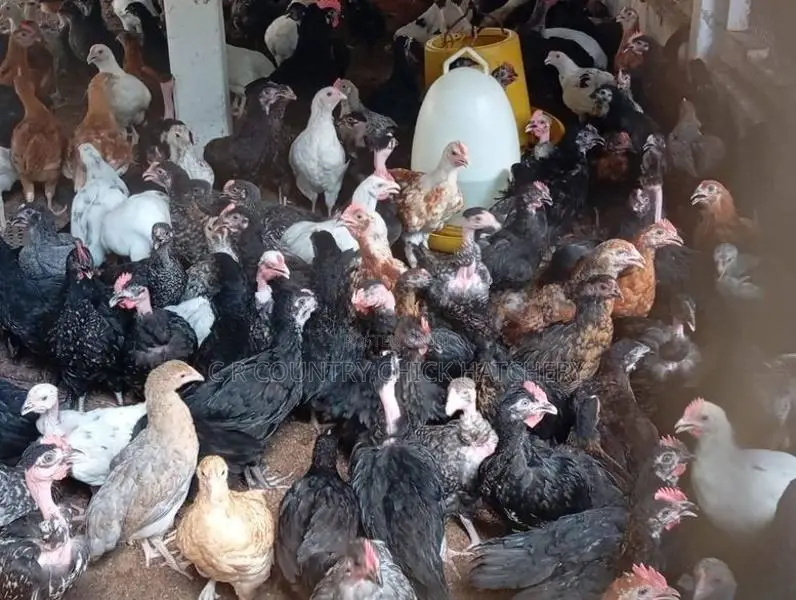ගම් කිකිළි පැටවි