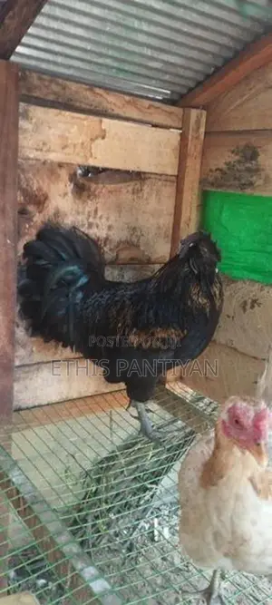 நாட்டுக் கோழி