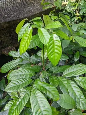 සාදික්කා පැළ