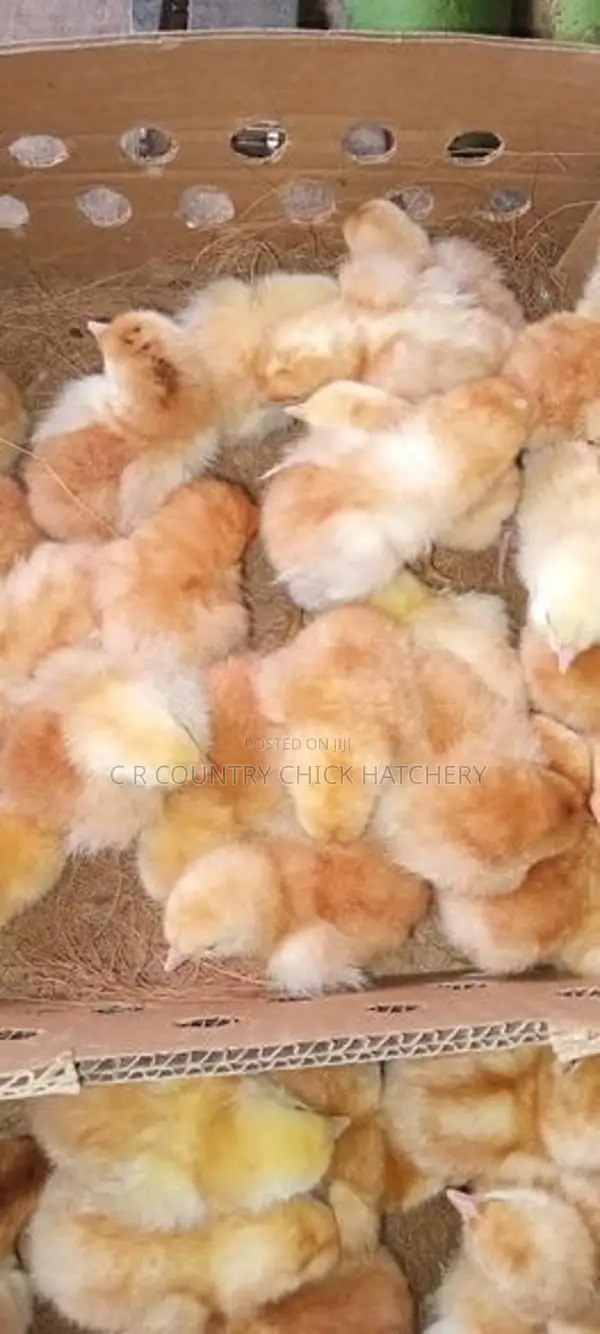ගම් කුකුල් පැටව්
