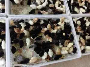 ගම් කිකිළි පැටවි