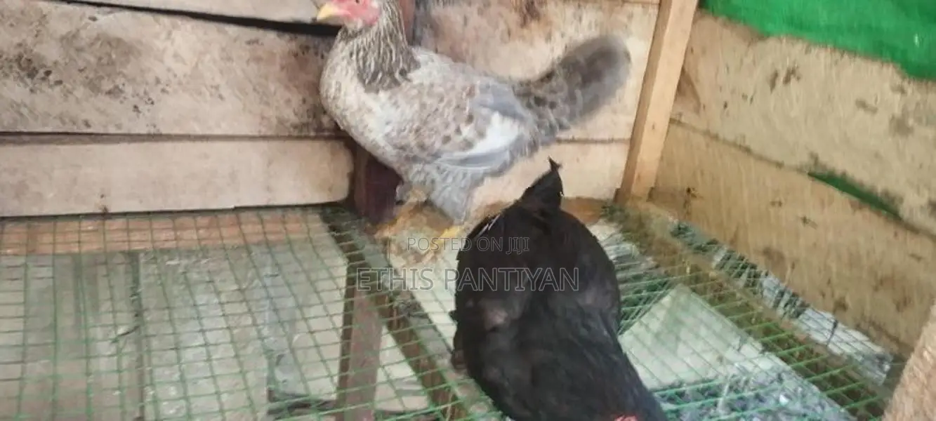 நாட்டுக் கோழி