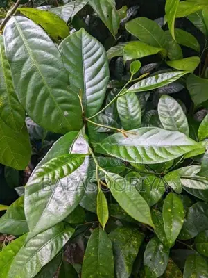 සාදික්කා පැළ