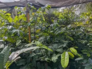 සාදික්කා පැළ