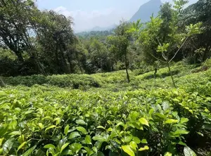 5 Acres Tea Estate Land for Sale in Galle Neluwa
