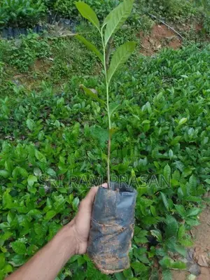 Tea Plants