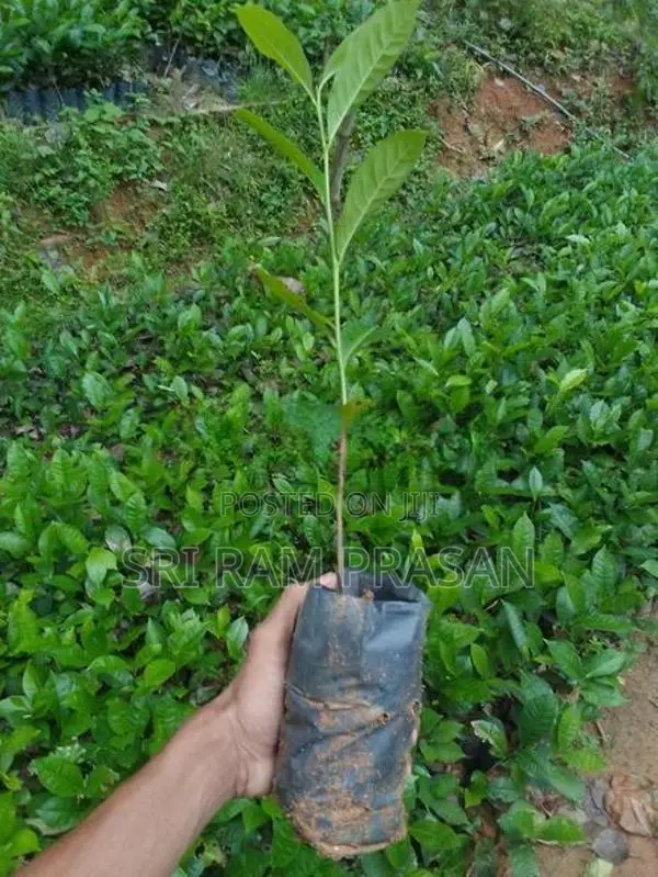 Tea Plants