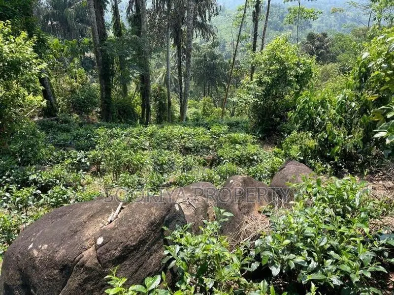 800 Perches ( 5 Acres ) Tea Estate for Sale in Galle Neluwa