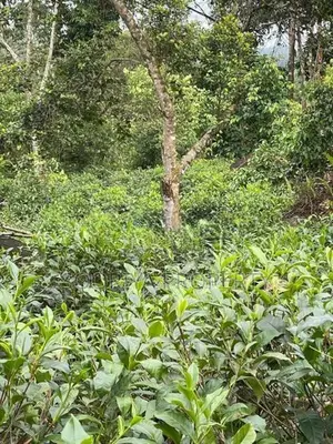 800 Perches ( 5 Acres ) Tea Estate for Sale in Galle Neluwa