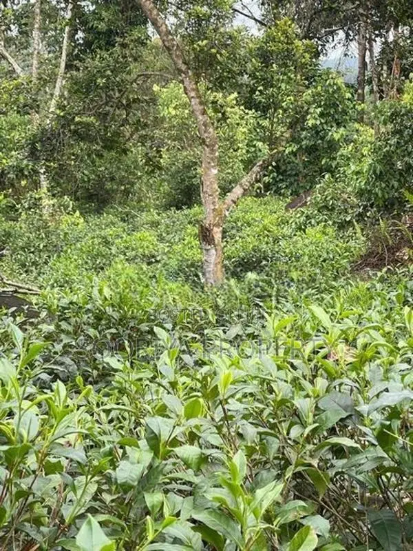 800 Perches ( 5 Acres ) Tea Estate for Sale in Galle Neluwa