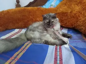 Persian Cats