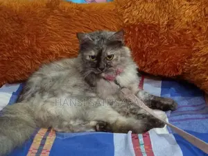 Persian Cats