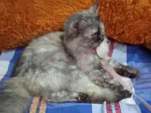Persian Cats
