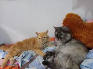 Persian Cats