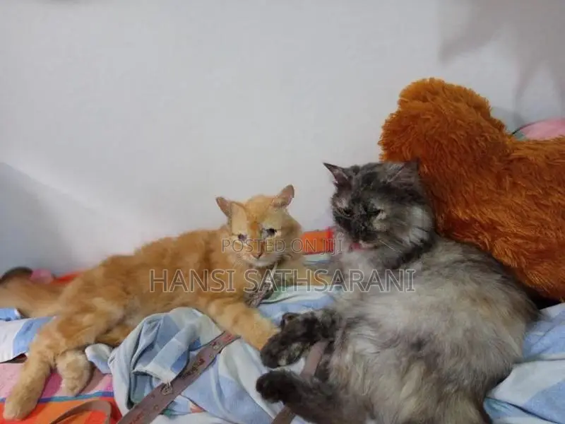Persian Cats
