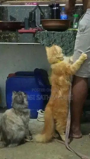Persian Cats