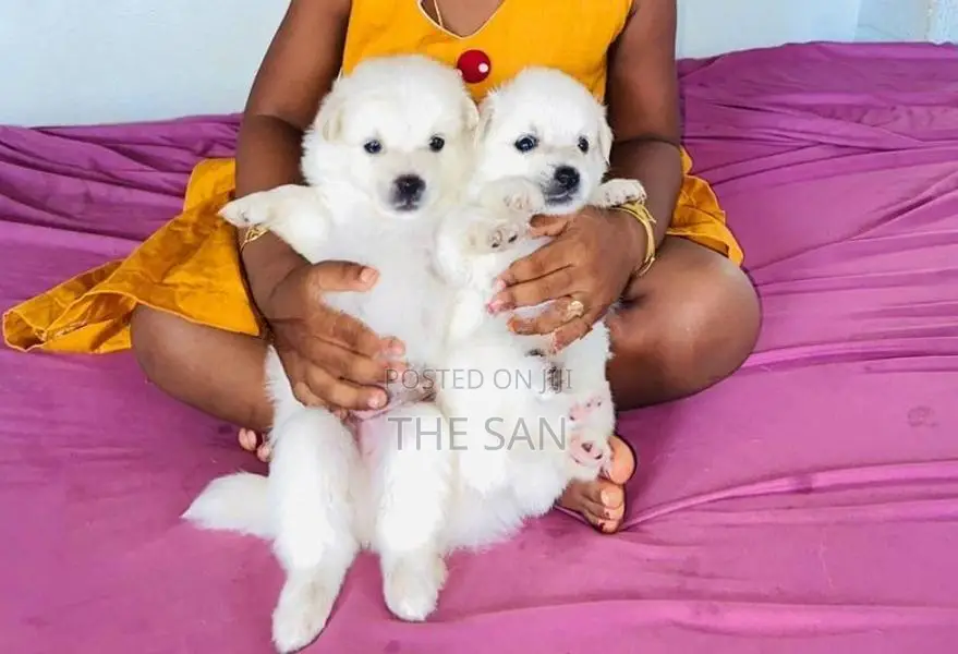 Lion Pomeranian Puppies