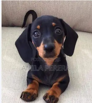 Dachshund Puppy