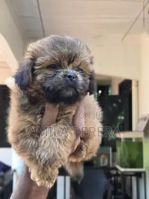 Shih Tzu puppies