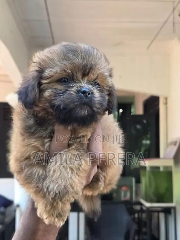 Shih Tzu puppies