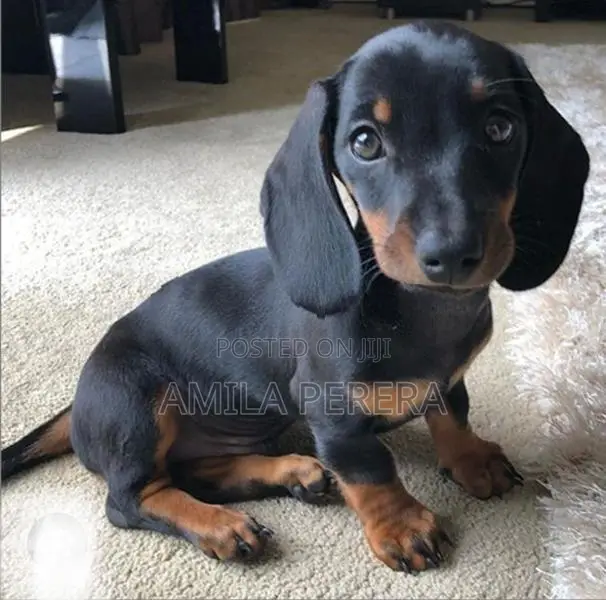 Dachshund Puppy