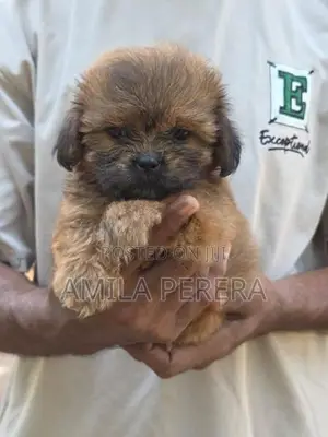 Shih Tzu puppies