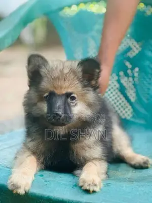 Lion Pomeranian Puppies
