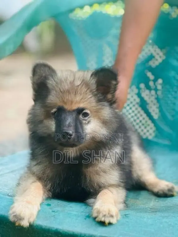 Lion Pomeranian Puppies