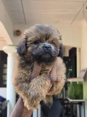 Shih Tzu puppies