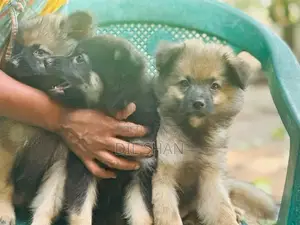 Lion Pomeranian Puppies