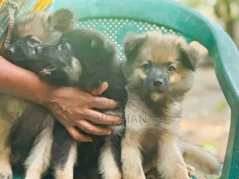 Lion Pomeranian Puppies