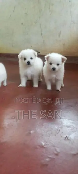 Lion Pomeranian Puppies