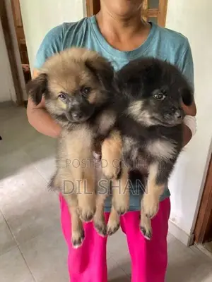 Lion Pomeranian Puppies