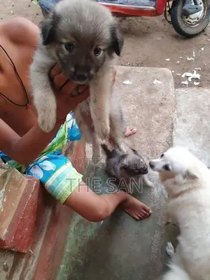 Lion Pomeranian Puppies