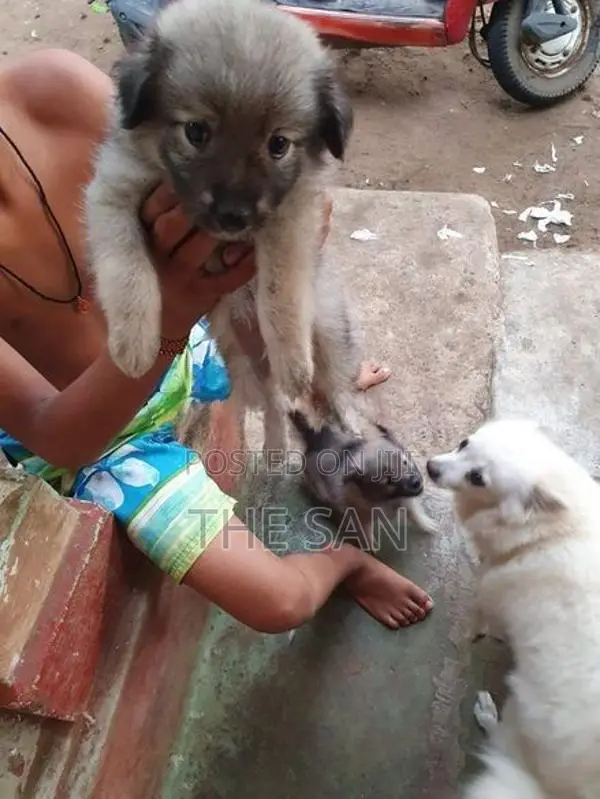 Lion Pomeranian Puppies