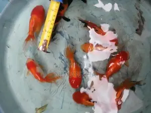 Oranda Goldfish