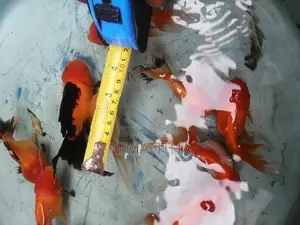 Oranda Goldfish